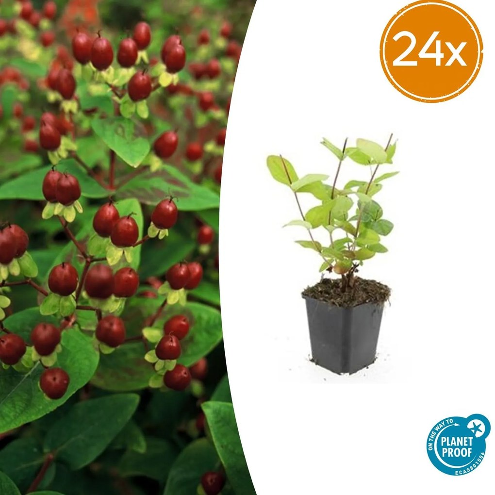 24x Hypericum inodorum 'Beauty' - ↕10-25cm - Ø9cm