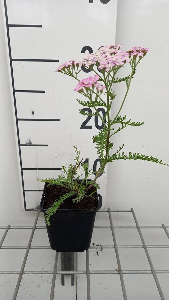 Achillea millefolium 'Wonderful Wampee' - pot 9x9 cm