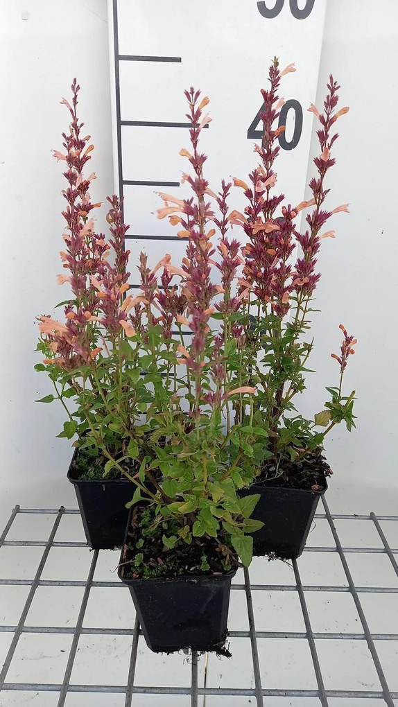 Agastache 'Mango Tango' - pot 9x9 cm