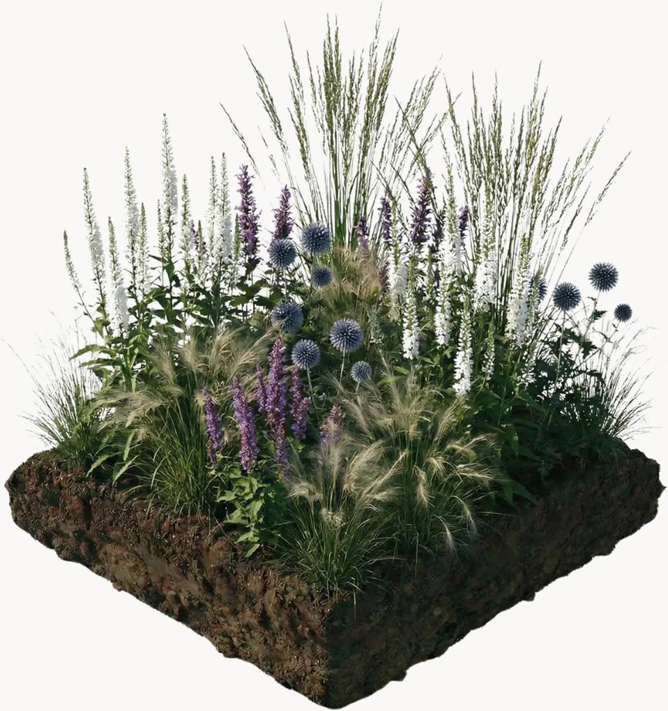 Planten Perennial Bedding Plants Isa Perennial, 10-delig