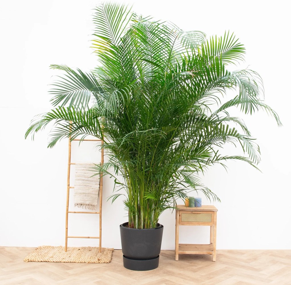 Dypsis Lutescens (Areca palm) - 240cm