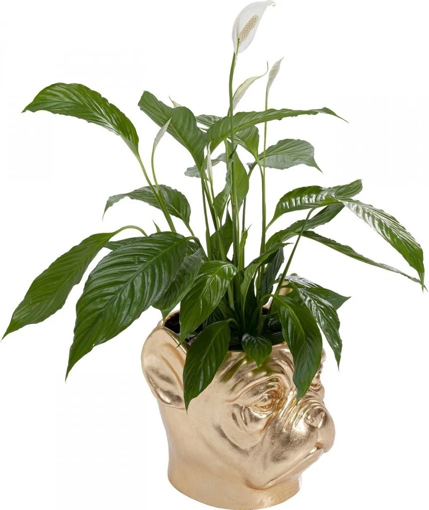 Bulldog Plantenbak Goud