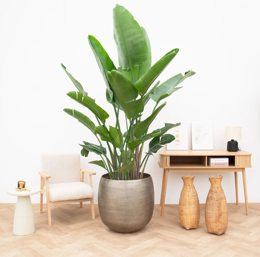 Strelitzia Nicolai de luxe XXL - 250cm