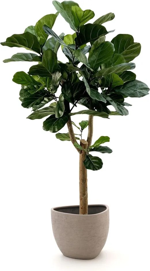 Kunstboom Designplants Luca Lifestyle | Groen Kunststof  | Inclusief bloempot | ø105x105cm | Geschikt voor buiten en binnen | Kees Smit Tuinmeubelen
