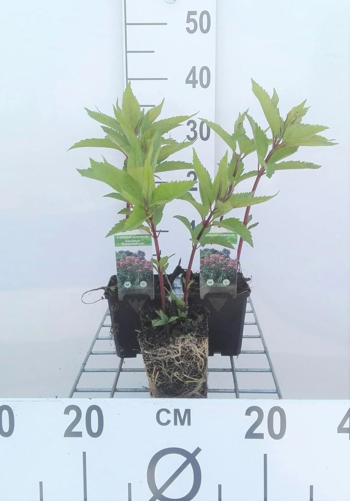 Eupatorium maculatum 'Riesenschirm' - pot 9x9 cm