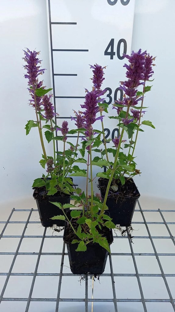 Agastache 'Blue Boa' - pot 9x9 cm -