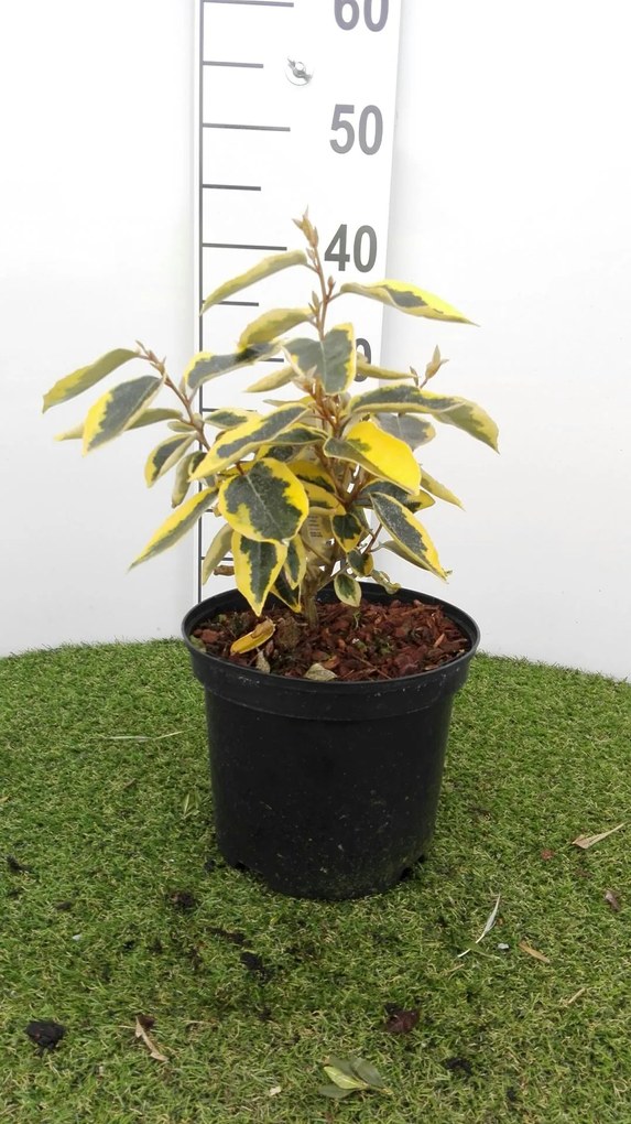 Elaeagnus x ebbingei'Gilt Edge'- pot - 30-40 cm
