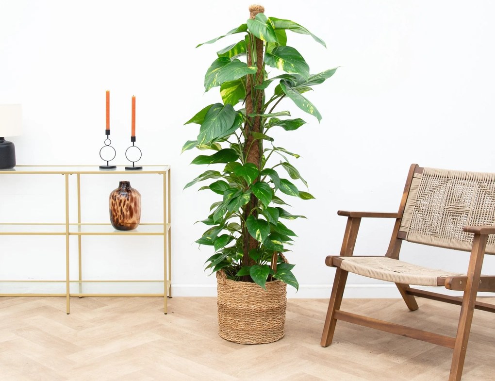 Epipremnum Pinnatum Variegata mosstok - 130cm