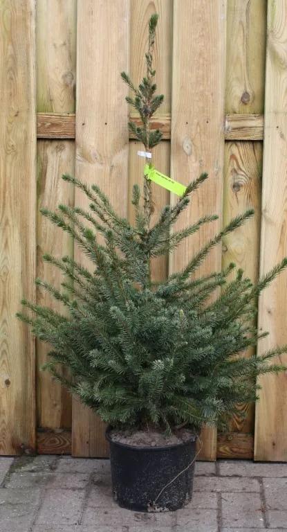 Kerstboom Warentuin Picea Omorika 40 - 60 cm Warentuin Natuurlijk