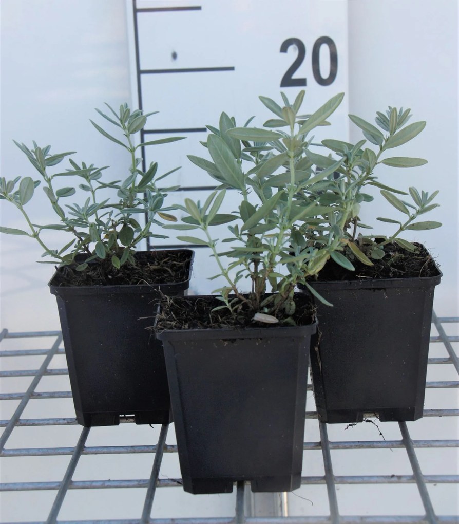 Helianthemum'Raspberry Ripple'- pot 9x9 cm