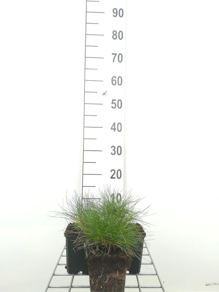 Festuca gautieri - pot 9x9 cm -