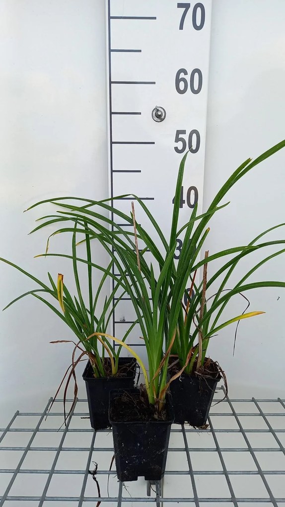 Hemerocallis fulva 'Flore Pleno' - pot 9x9 cm