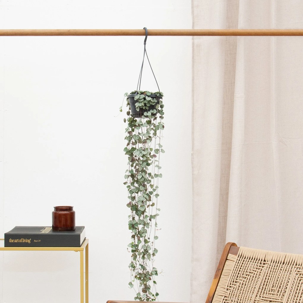 Hangplant Ceropegia Linearis 'Woodii' - 30cm