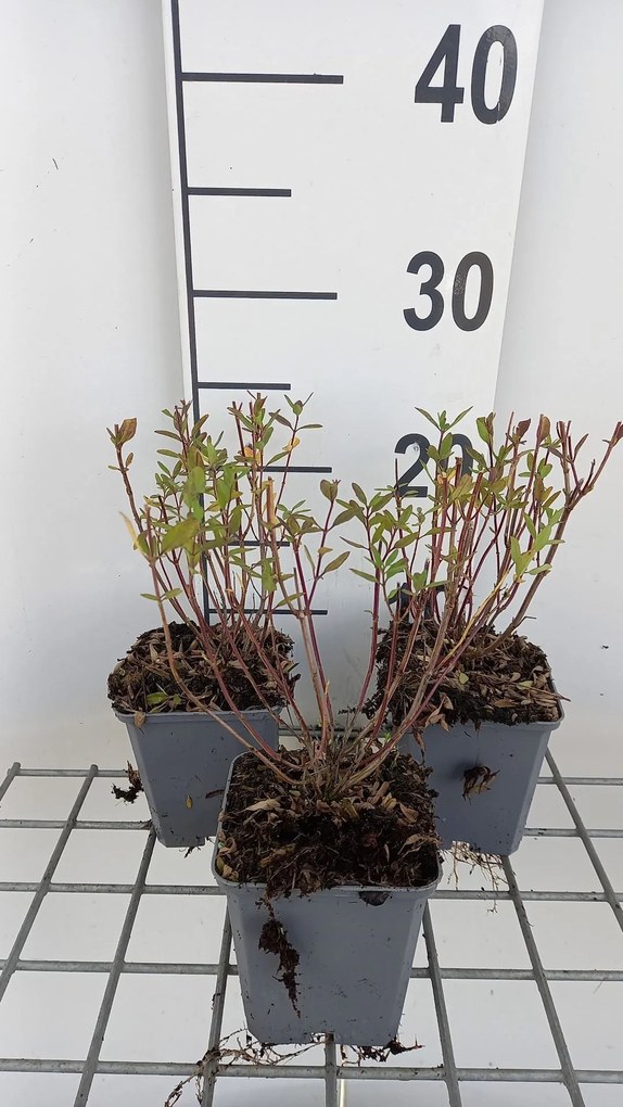 Salvia x jamensis 'Dyspurp' (Amethyst Lips) - pot 9x9 cm -
