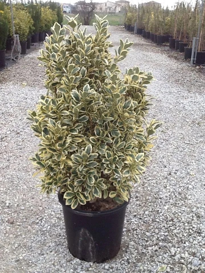 Euonymus japonicus 'Bravo' - pot 18L - 80-100 cm