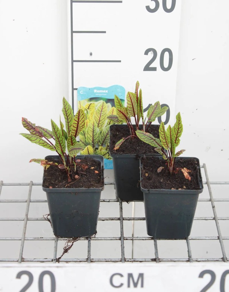 Bloedzuring, zurkel - pot 9x9 cm (Rumex sanguineus) -