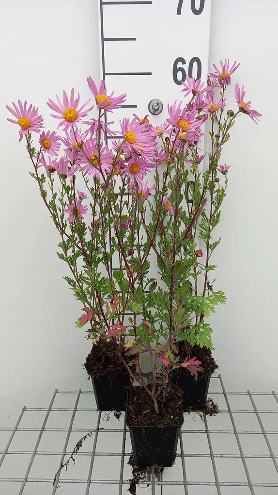 Chrysanthemum 'Clara Curtis' - pot 9x9 cm