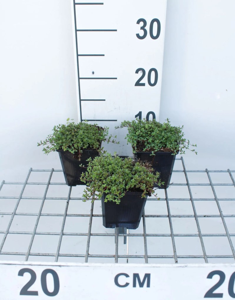 Thymus praecox 'Coccineus' - Kruiptijm - pot 9x9 cm -