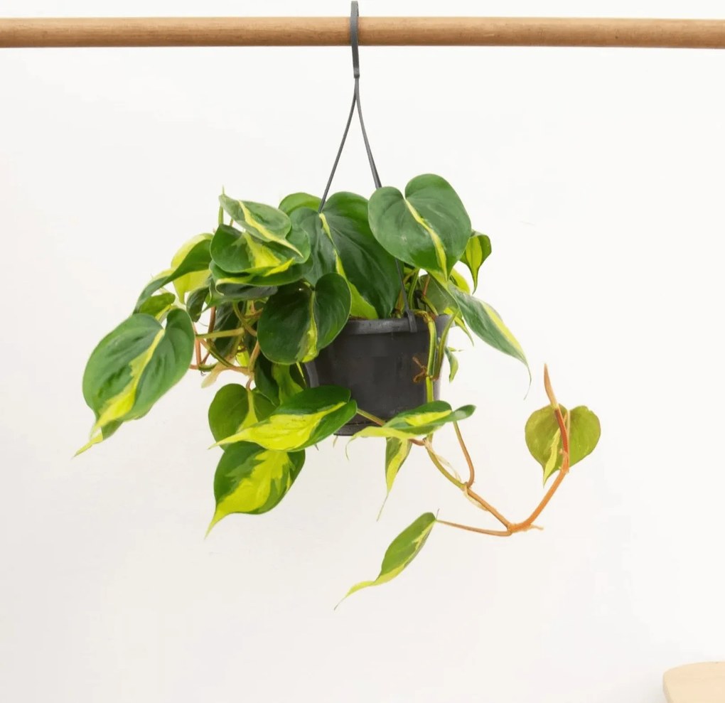 Philodendron Scandens Brasil hangplant - 40 cm