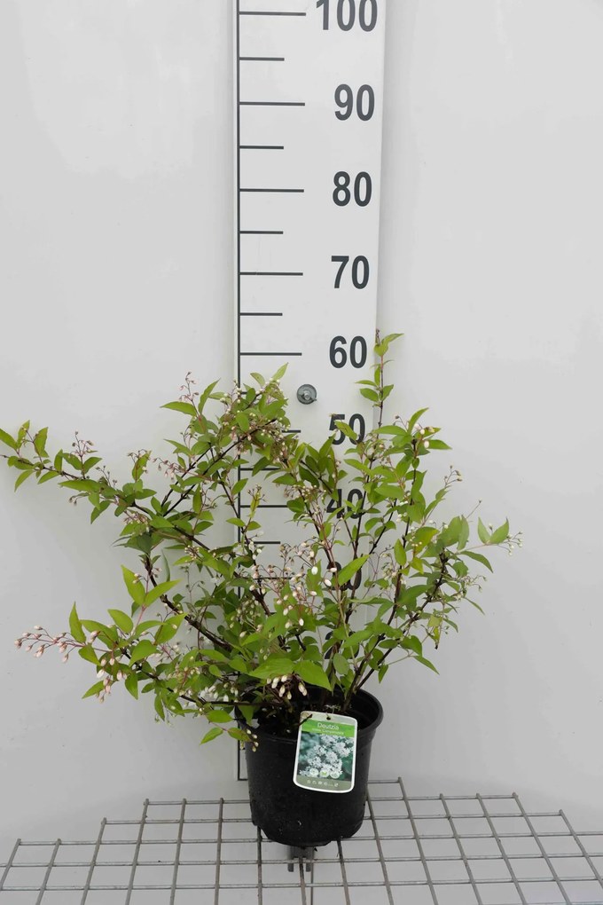 Deutzia x rosea 'Campanulata' - pot - 40-60 cm -