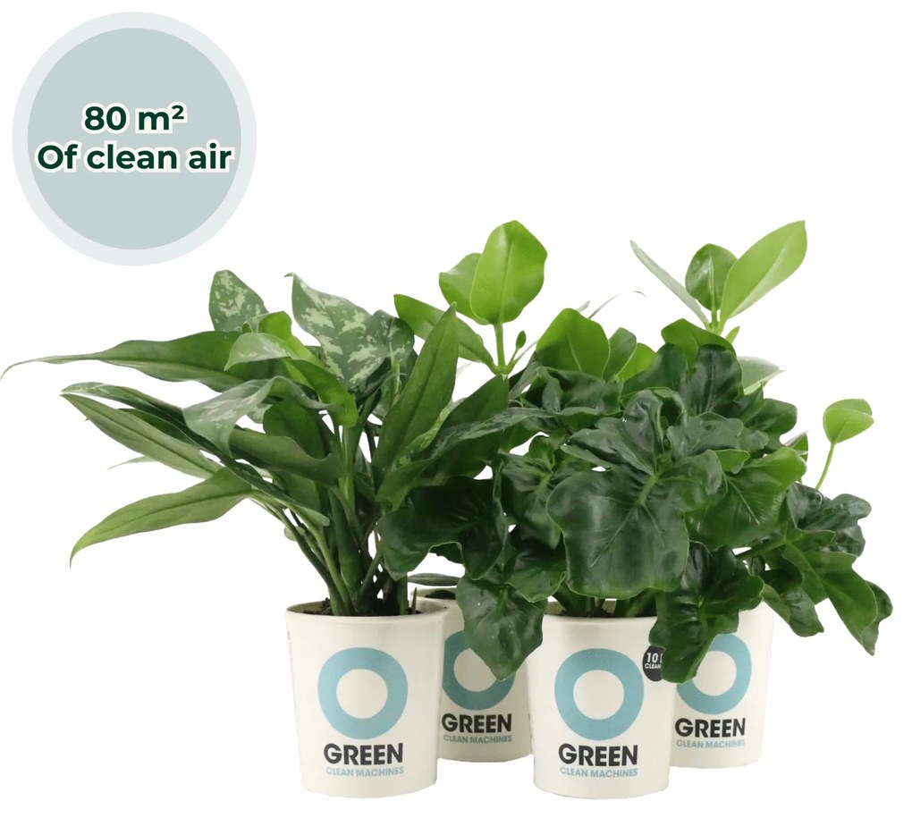 Ogreen Easy Care