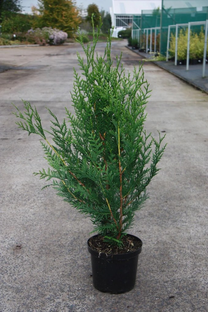 Thuja plicata 'Atrovirens' - pot - 60-80 cm