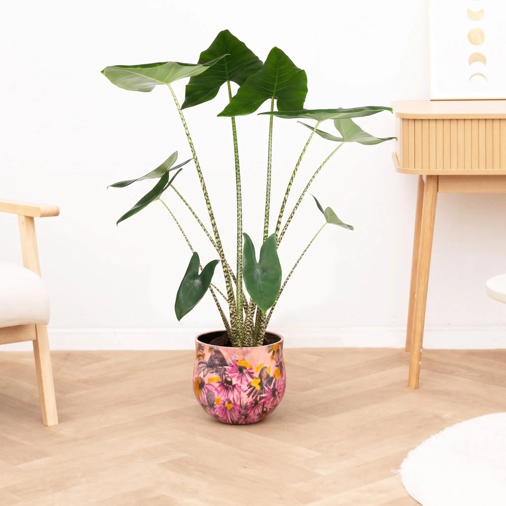Alocasia zebrina - 130 cm