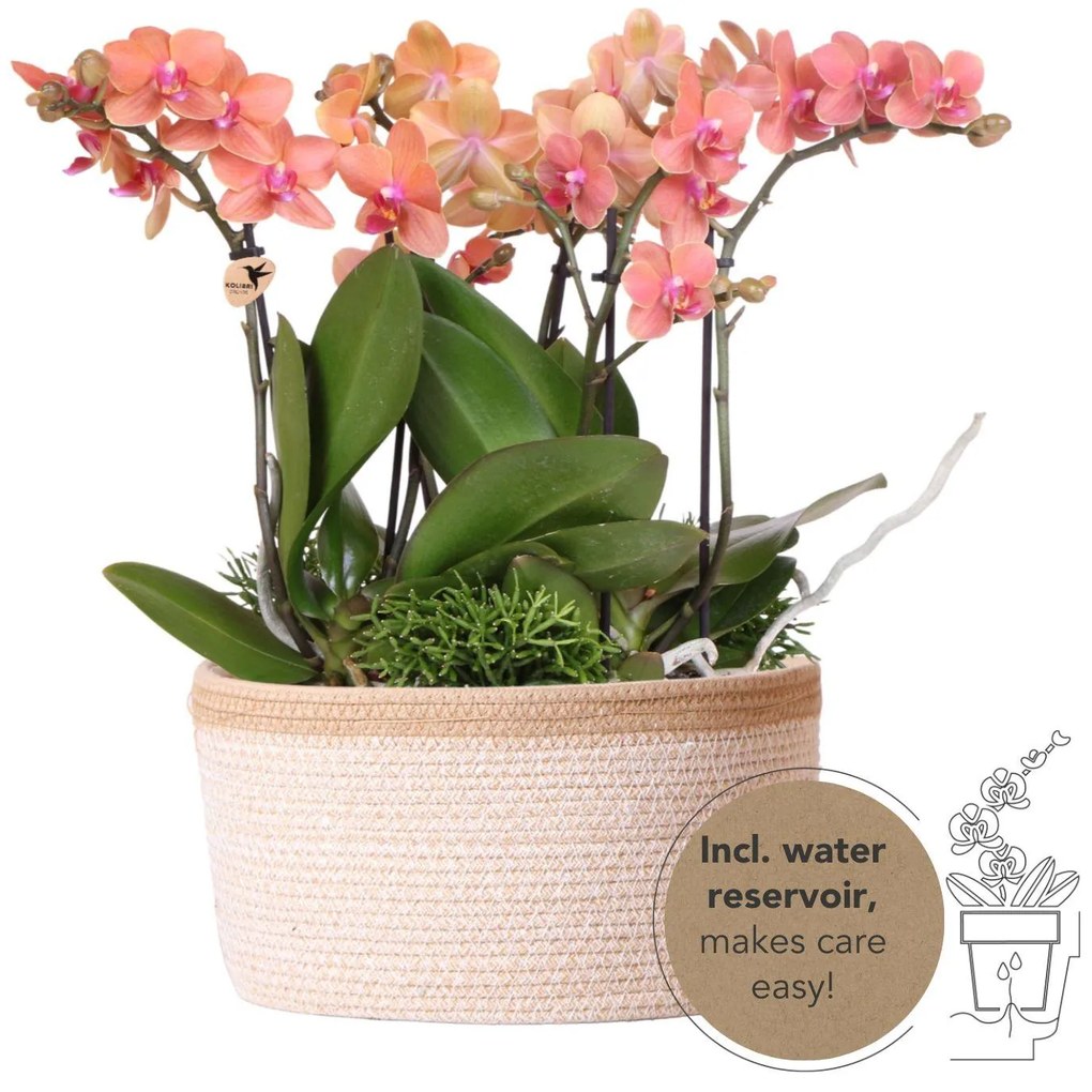 Combi deal - 3x Orchidee (Phalaenopsis) + 3x Rhipsalis in witte mand met waterreservoir