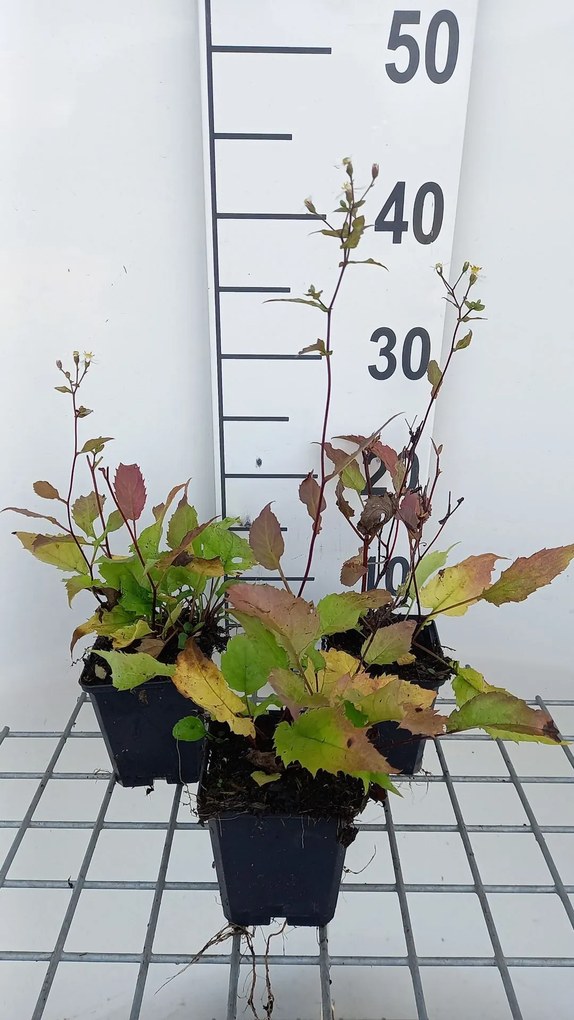 Aster divaricatus 'Eastern Star' - pot 9x9 cm