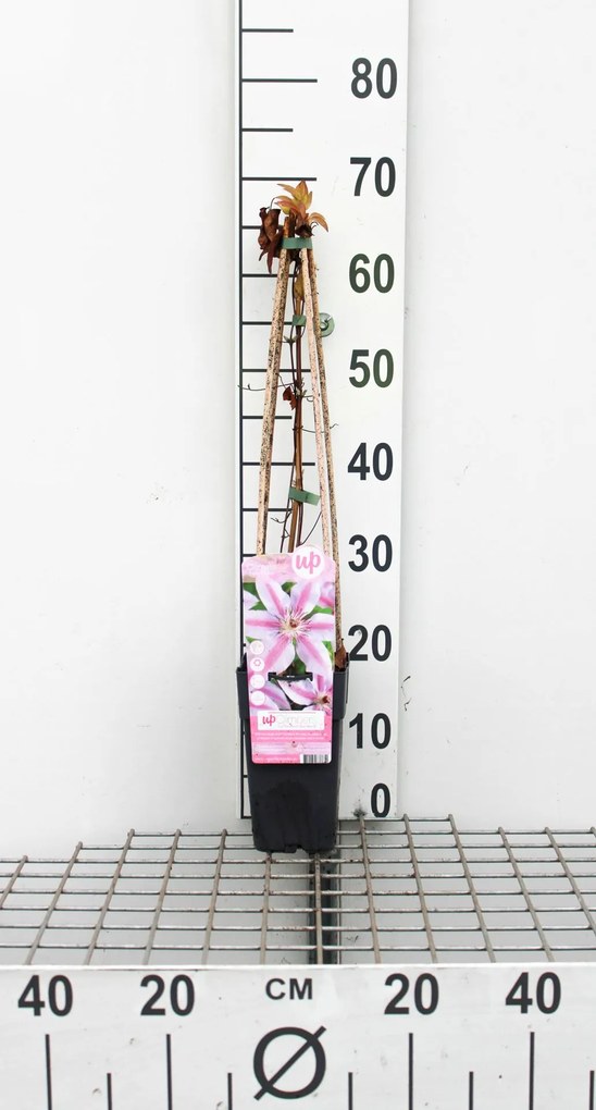 Clematis 'Nelly Moser' - pot - 50-60 cm