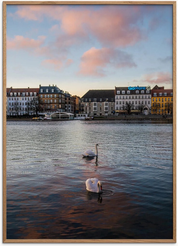 Ingelijste poster Swan van eikenhout