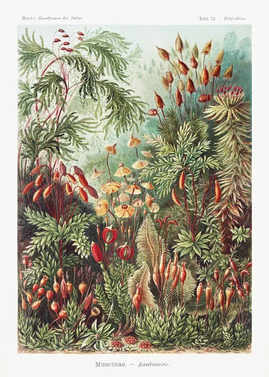 Kunstreproductie Muscinae–Laubmoose (1904), Ernst Haeckel
