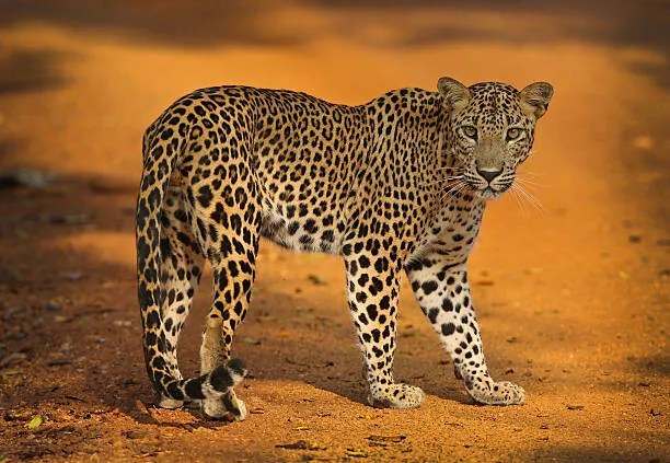 Foto Sri Lankan Leopard, all images copyright of Jamie Lamb - elusive-images.co.uk