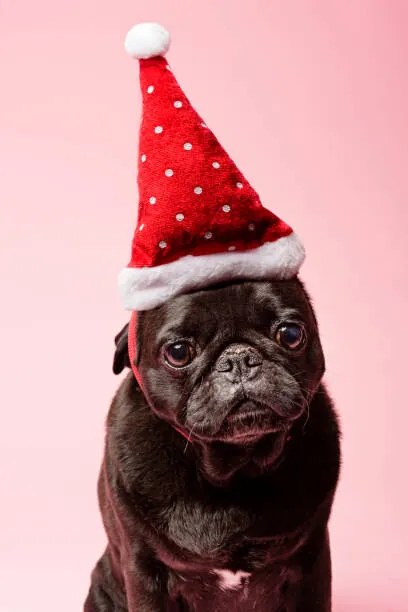 Foto Grumpy Pug Wearing a Christmas Hat, ClarkandCompany
