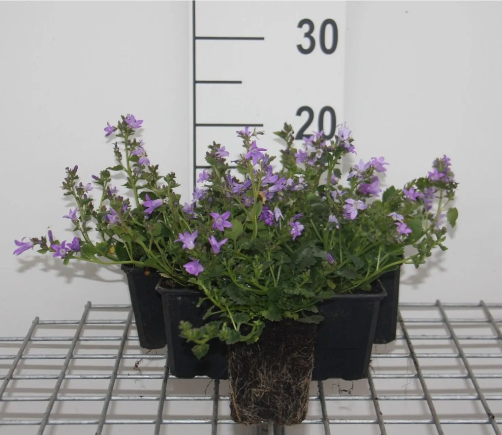 Campanula portenschlagiana - pot 9x9 cm -