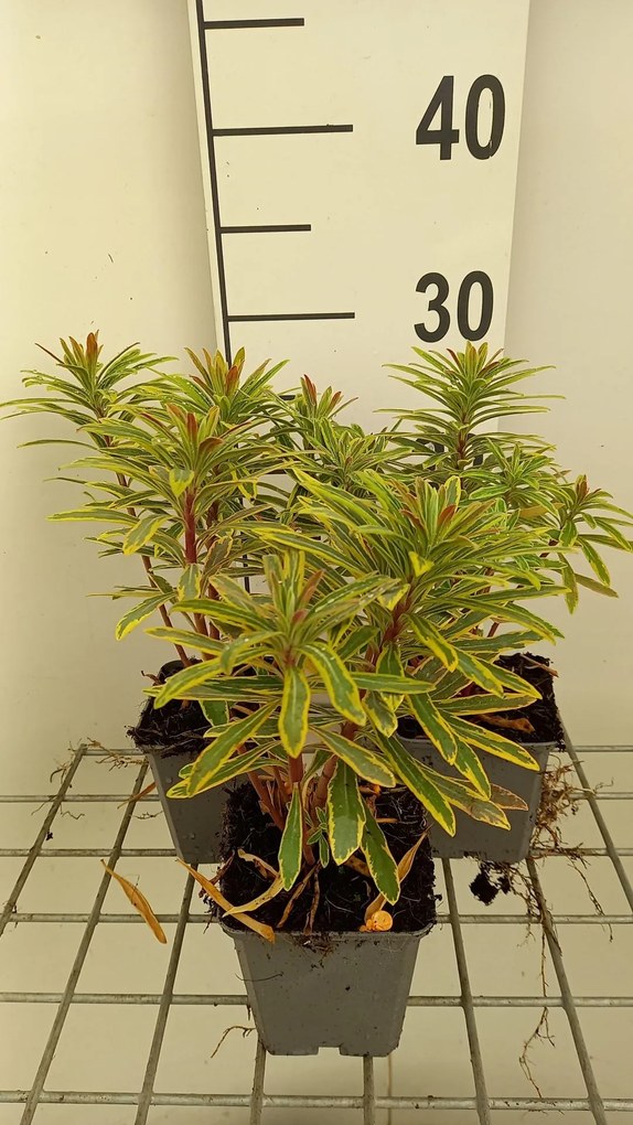 Euphorbia 'Ascot Rainbow' - pot 9x9 cm