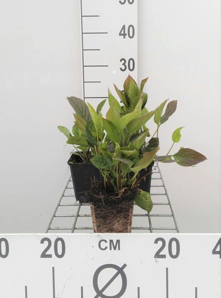 Omphalodes verna - pot 9x9 cm