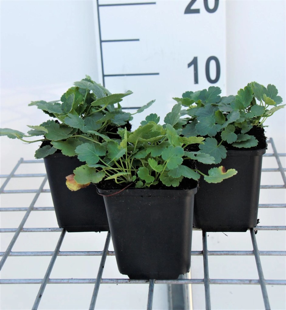Heuchera 'Schneewittchen' - pot 9x9 cm