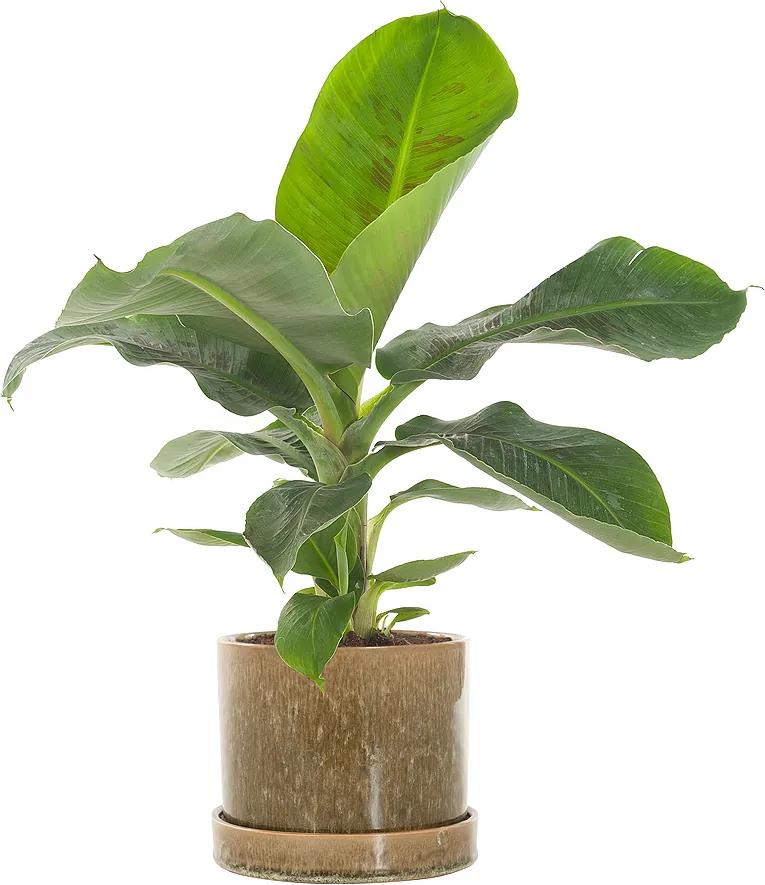 Bananenplant (Musa) incl. 'Green moss' pot