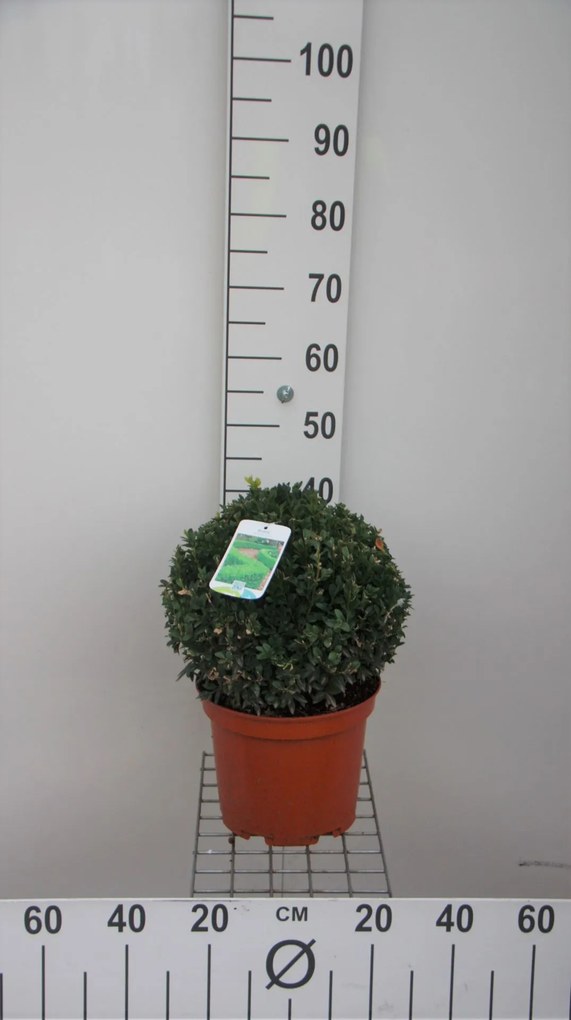 Buxus sempervirens - pot - bolvorm diameter 30+ cm