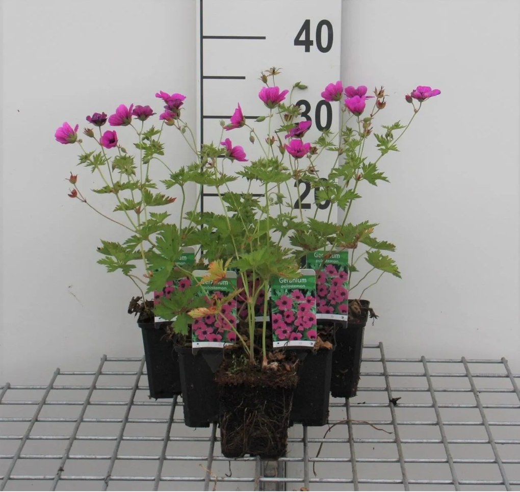 Geranium psilostemon - pot 9x9 cm