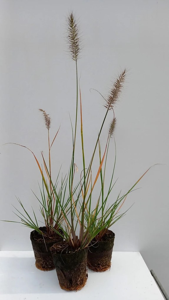 Pennisetum alopecuroides 'Hameln' - biopot diameter 8 cm