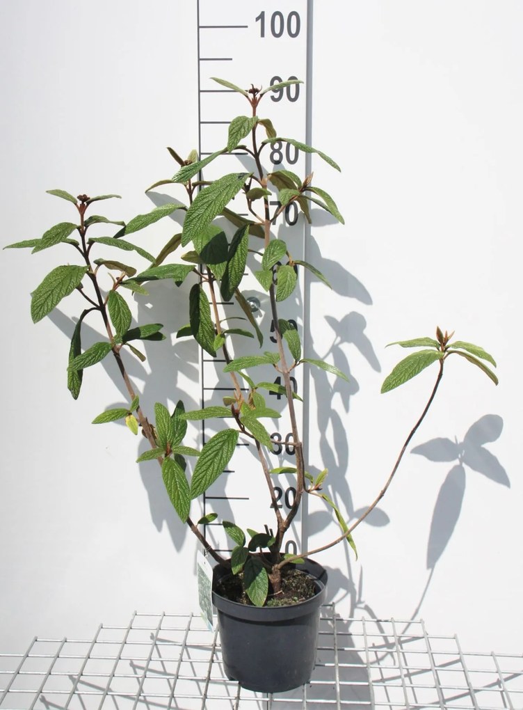 Viburnum rhytidophyllum - pot - 30-50 cm -