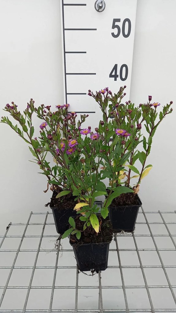 Aster ageratoides 'Ezo Murasaki' - pot 9x9 cm