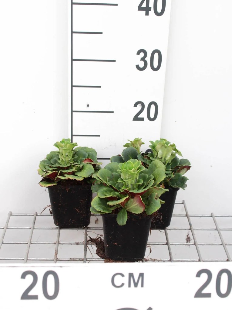 Saxifraga x urbium - pot 9x9 cm -