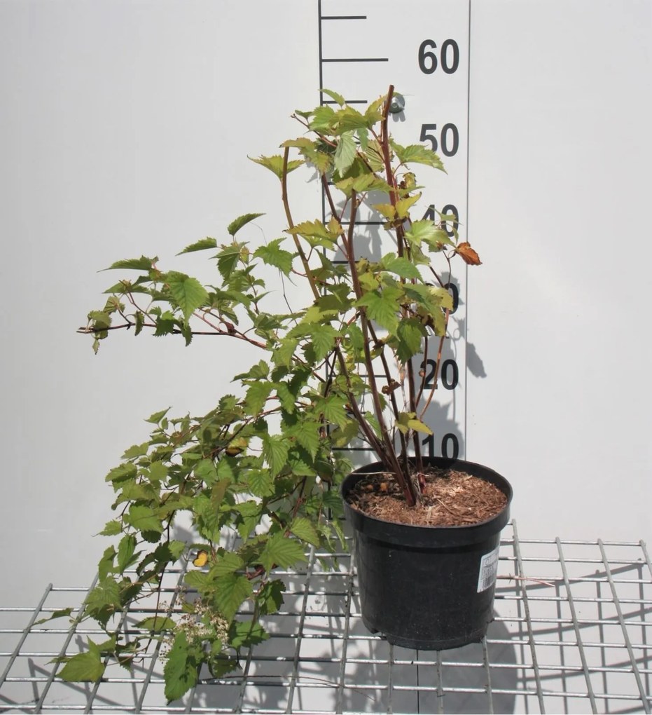 Stephanandra tanakae - pot - 30-40 cm