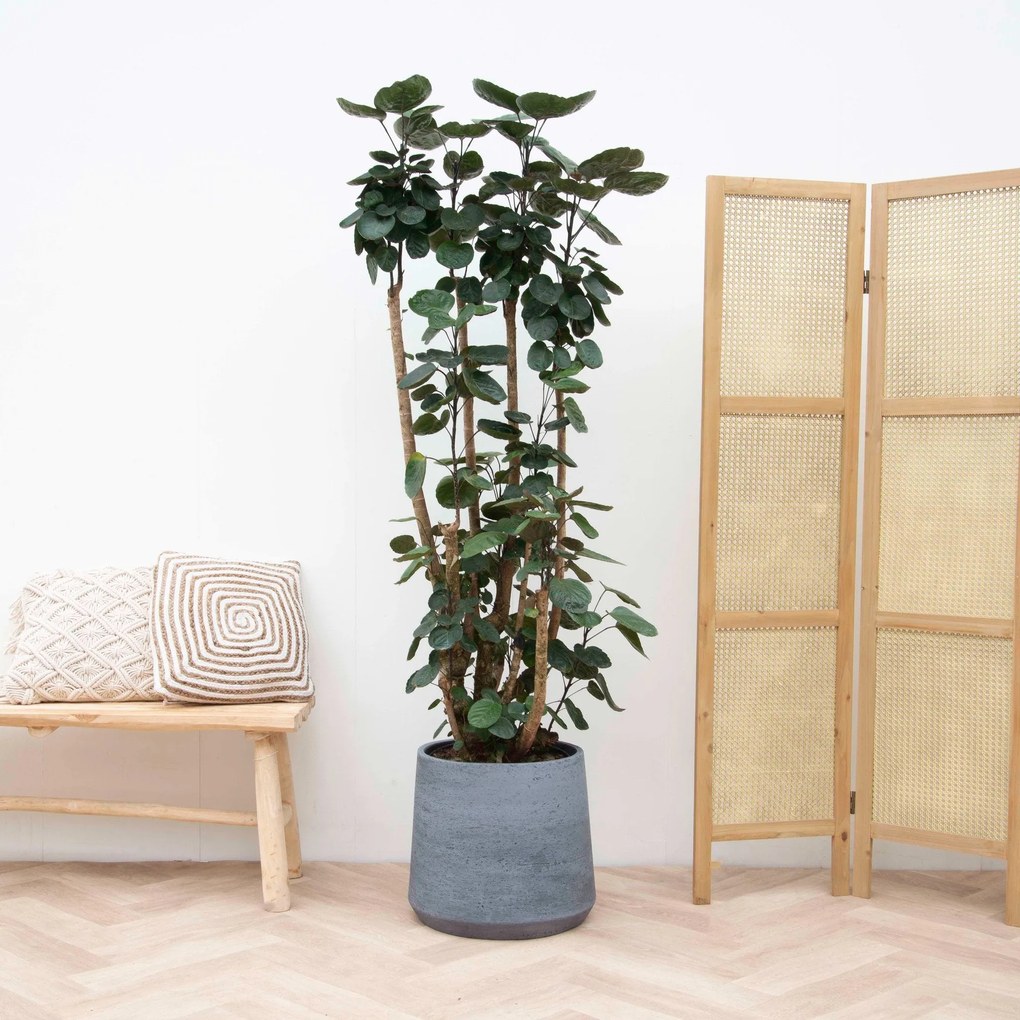 Polyscias Fabian XXL - 180cm