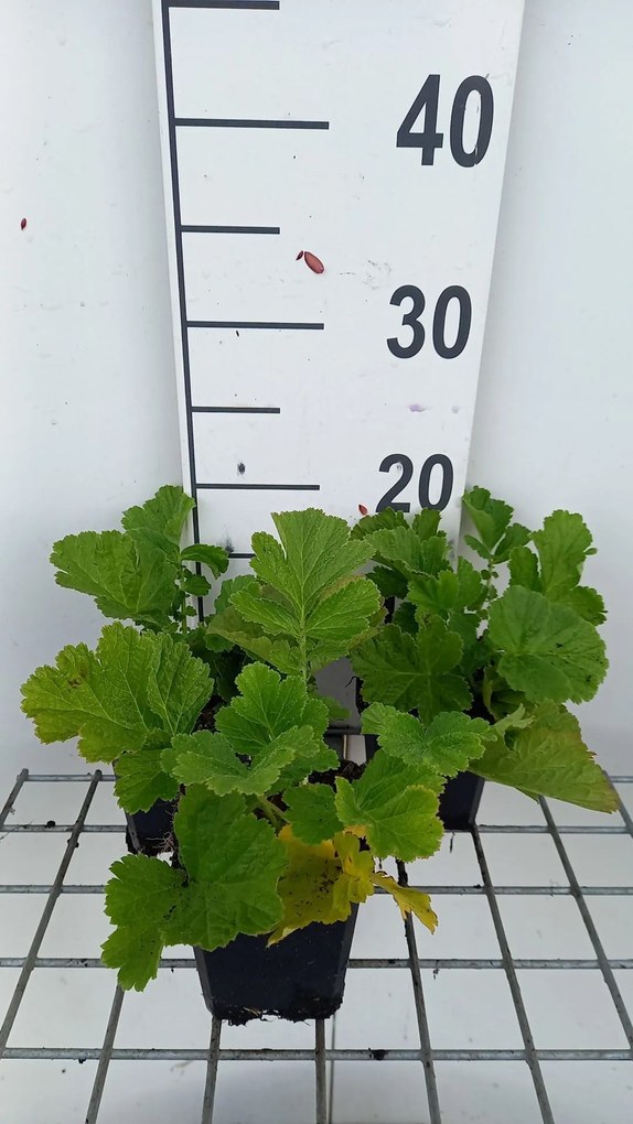 Geum rivale 'Tales of Hex' - pot 9x9 cm