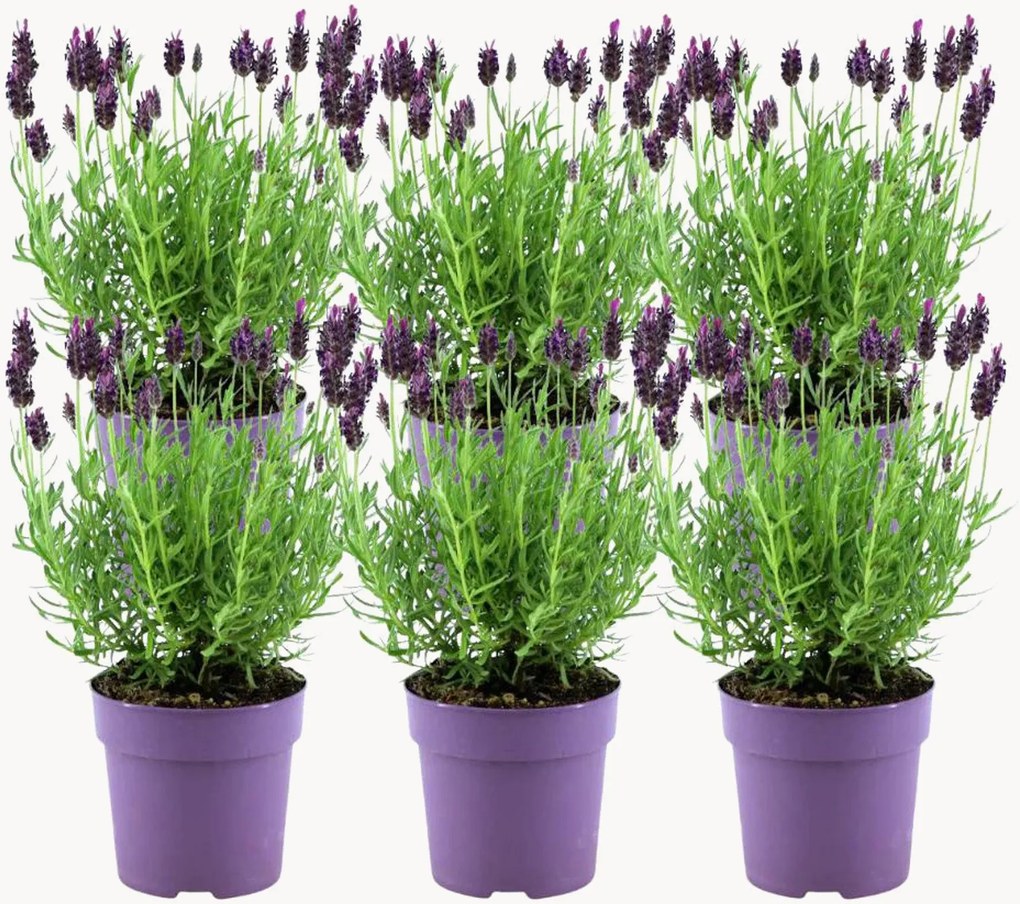Planten Franse lavendel Lavandula stoechas Anouk, 6-delig