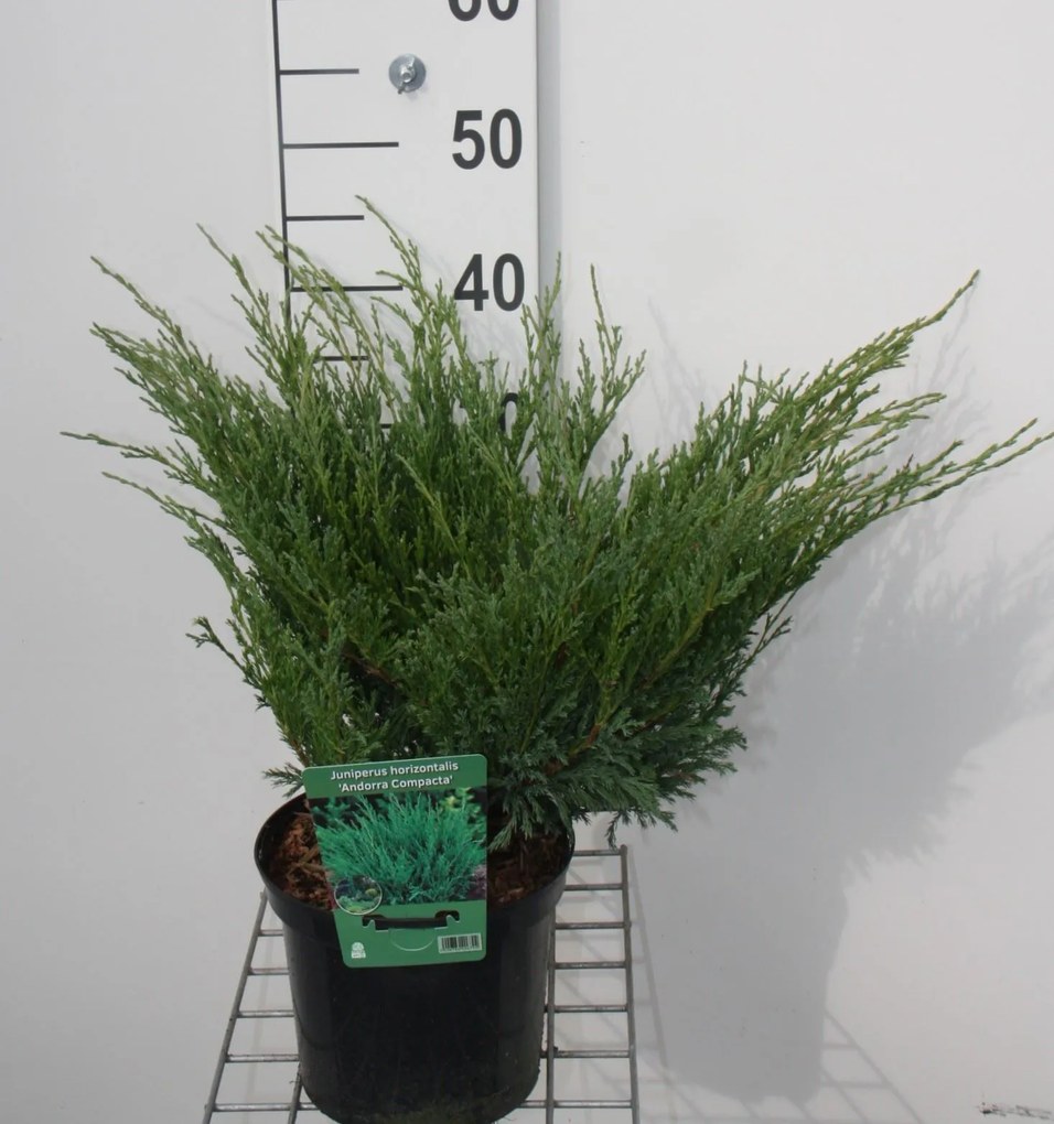 Juniperus horizontalis 'Andorra Compact' - pot - 25-30 cm